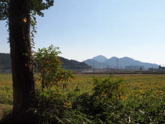 写真拡大