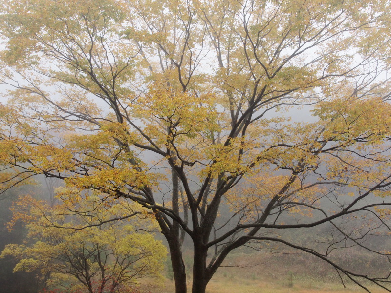 写真拡大
