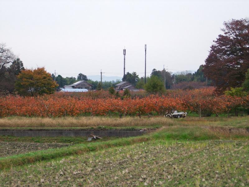 写真拡大