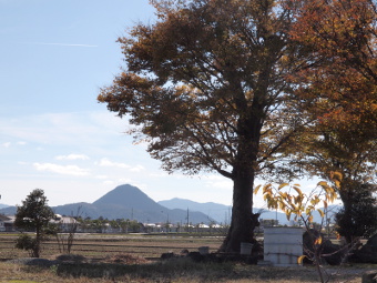 写真拡大
