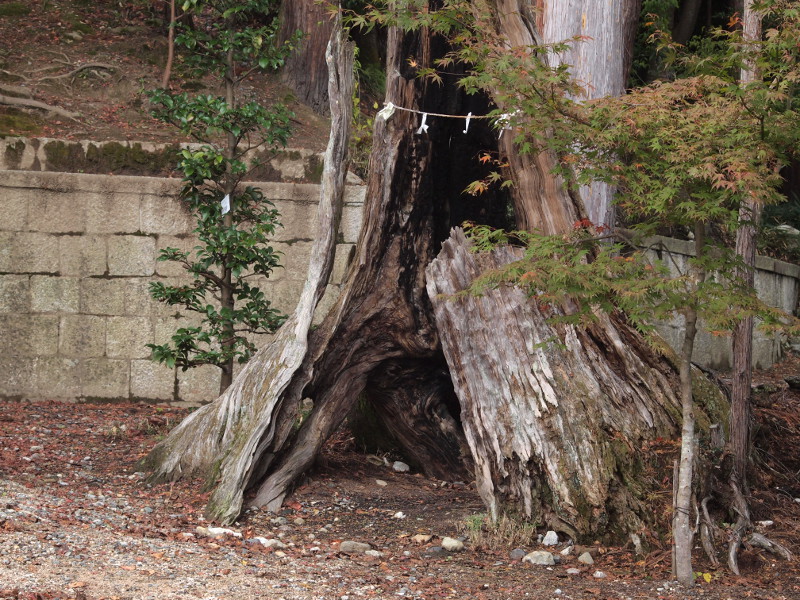 写真拡大