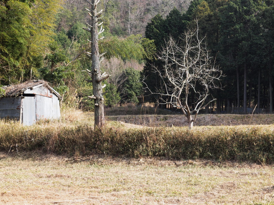 写真拡大