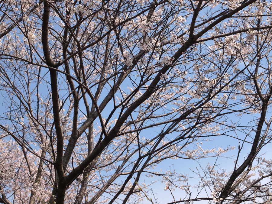写真拡大