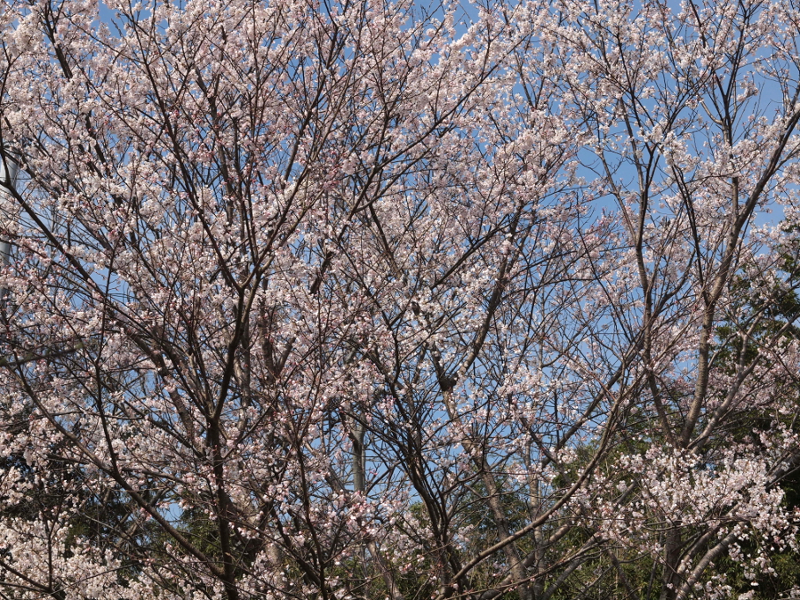 写真拡大