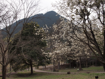 写真拡大