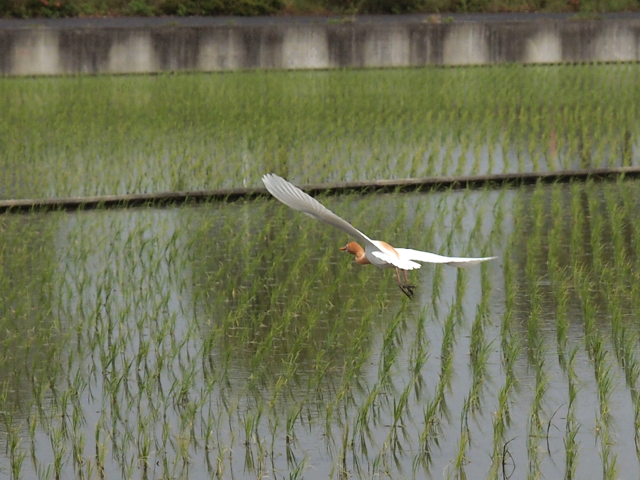 写真拡大