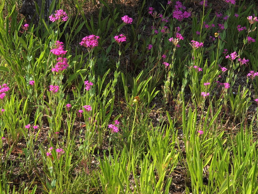 写真拡大