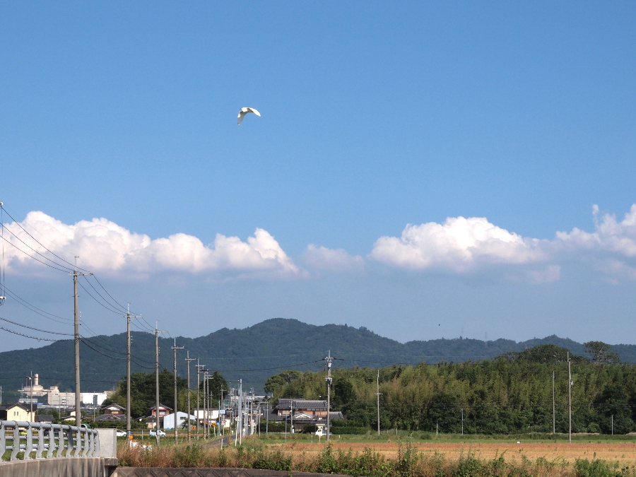 写真拡大