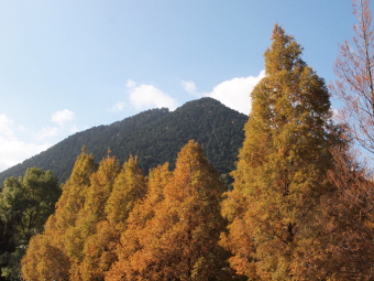 写真拡大