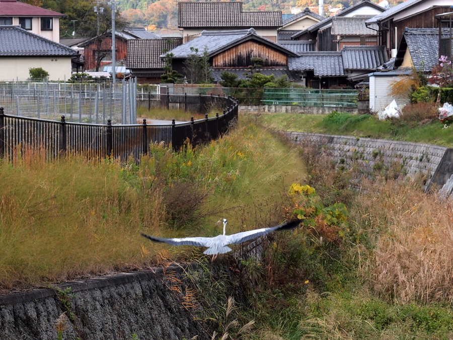 写真拡大