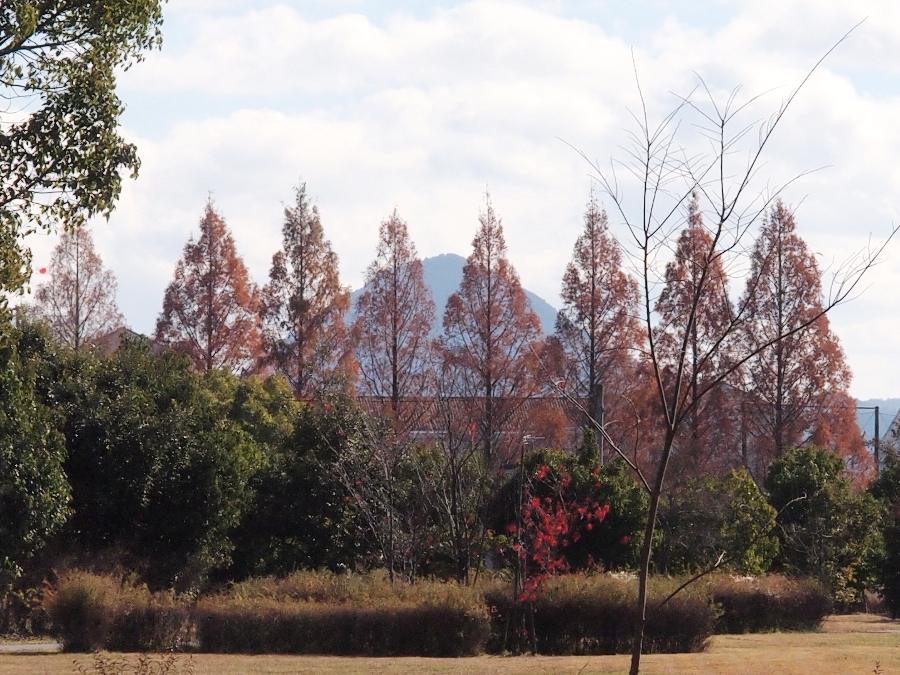 写真拡大