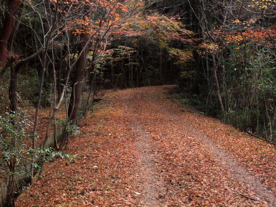 写真拡大