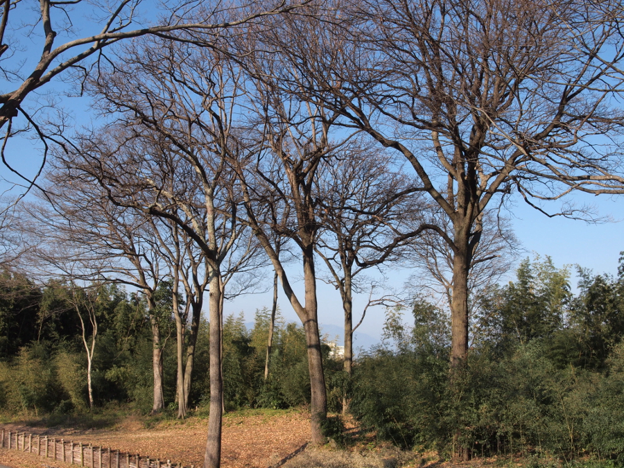 写真拡大