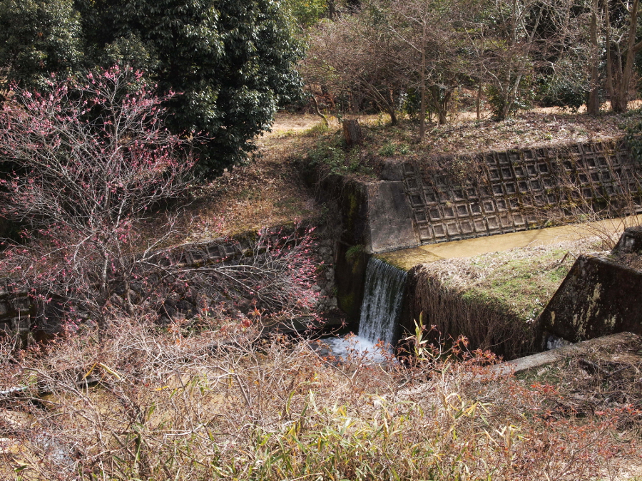 写真拡大