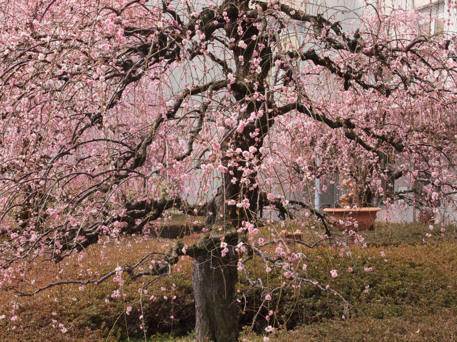 写真拡大