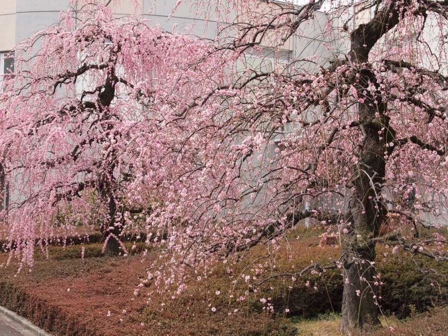 写真拡大