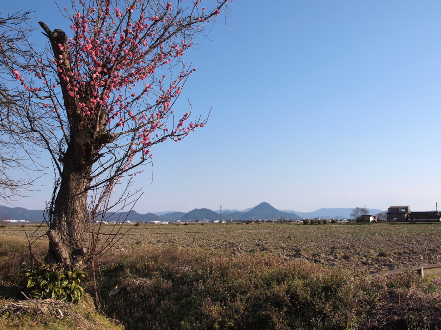 写真拡大