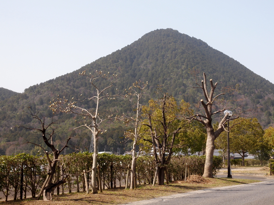 写真拡大