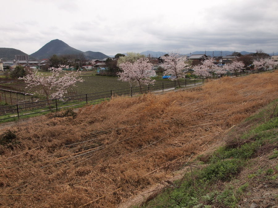 写真拡大