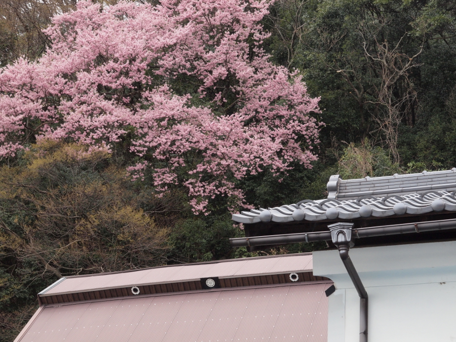 写真拡大