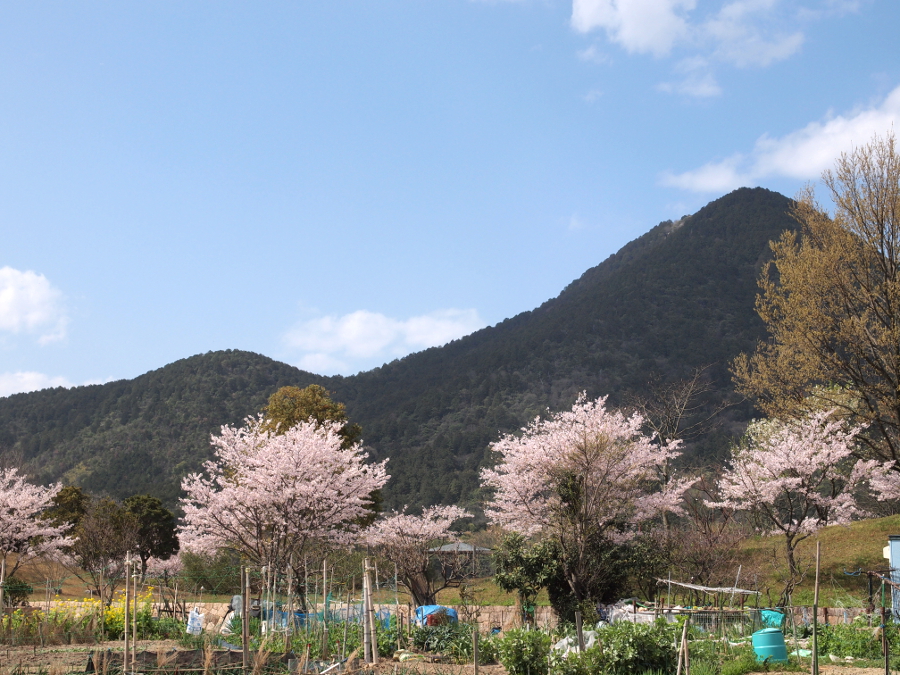 写真拡大