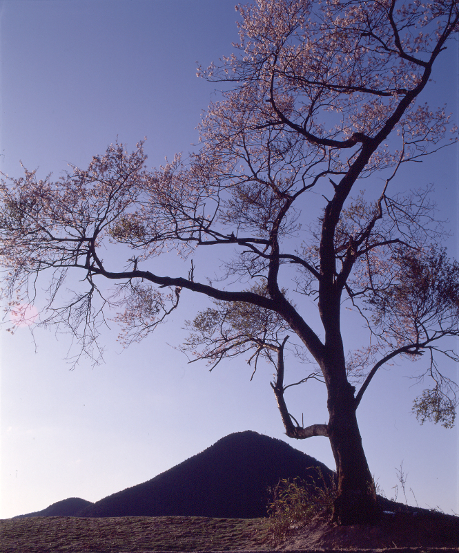 写真拡大