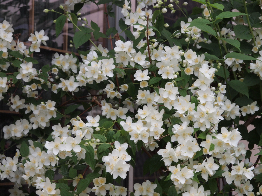 写真拡大