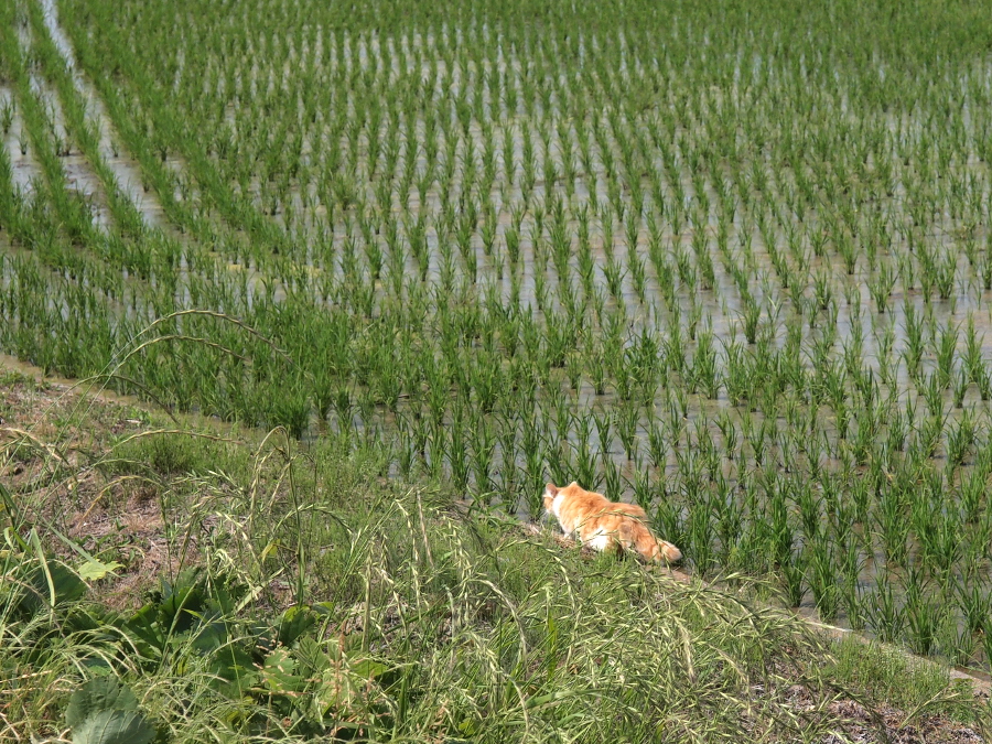 写真拡大