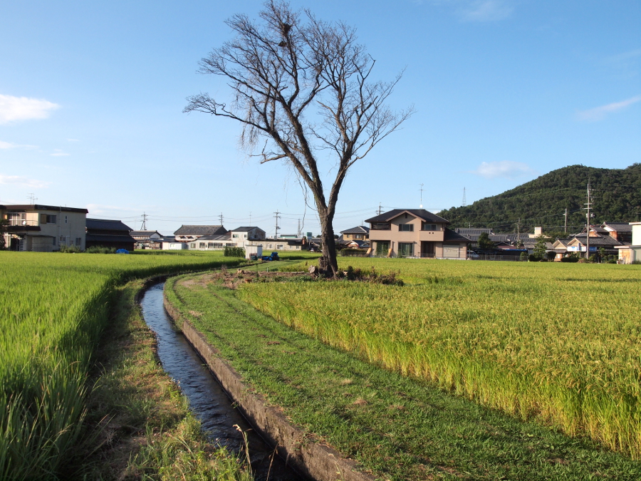 写真拡大