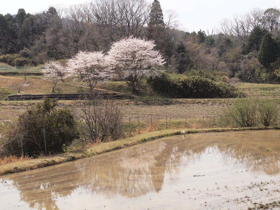 写真拡大